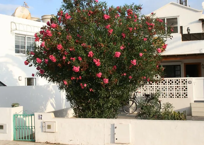 Arbustos * Puerto del Carmen (Lanzarote)